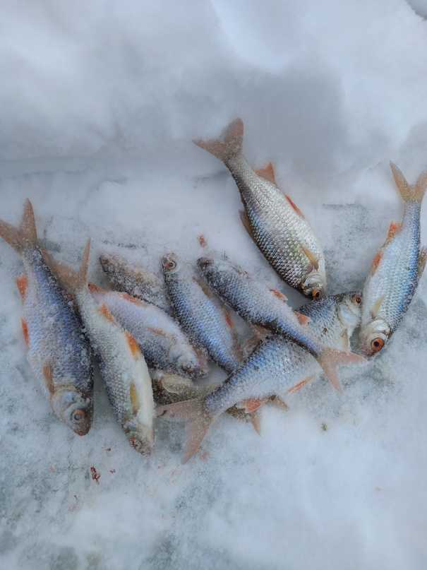 улов плотвы на льду